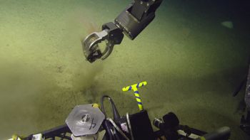 Media type: image;   Invertebrate Zoology 153117 Description: live specimen;